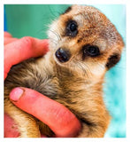 Supermarché d'activités Rencontrez les suricates pour deux