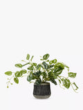 Pothos doré artificiel John Lewis en pot noir