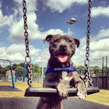 EzyDog Quick Fit Black Dog Harness Medium