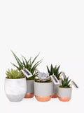 Le petit gang des grandes plantes succulentes botaniques