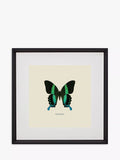 Estampe encadrée et passe-partout « Papilio Blumei Butterfly » de Brookpace Lascelles, 45,5 x 45,5 cm, vert/multicolore