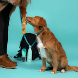 Edgard  Cooper Fresh Dog Treat Bar Grain Free Turkey