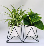 Plante grimpante verte en céramique