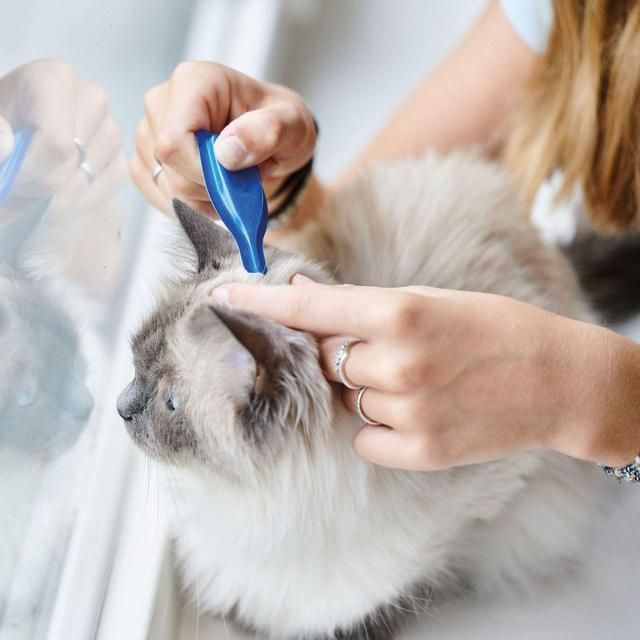 Beaphar CatComfort Calming Spot-On for Cats   3 per pack - McGrocer