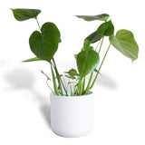 Bonjour Plantes d'intérieur Monstera | Taille du pot : 17 cm | (Hauteur : 55-65 cm)