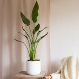 Hello Houseplants Bird Of Paradise | Pot Size: 17cm | 50-70cm Height