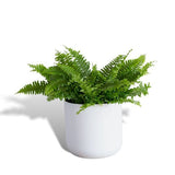 Fougère de Boston Hello Houseplants | Pot de 17 cm (non inclus)